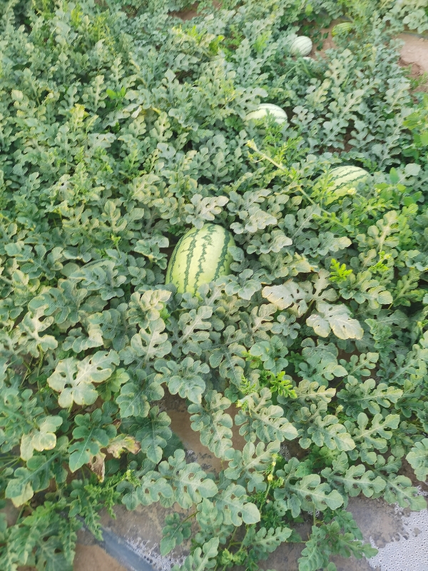 陕西省定边县西瓜，土豆大量上市中，