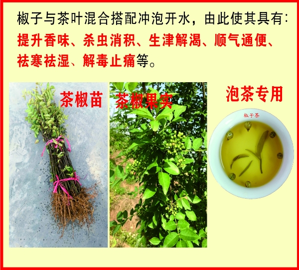 茶椒苗，泡茶用的花椒品种，湖南岳阳特产