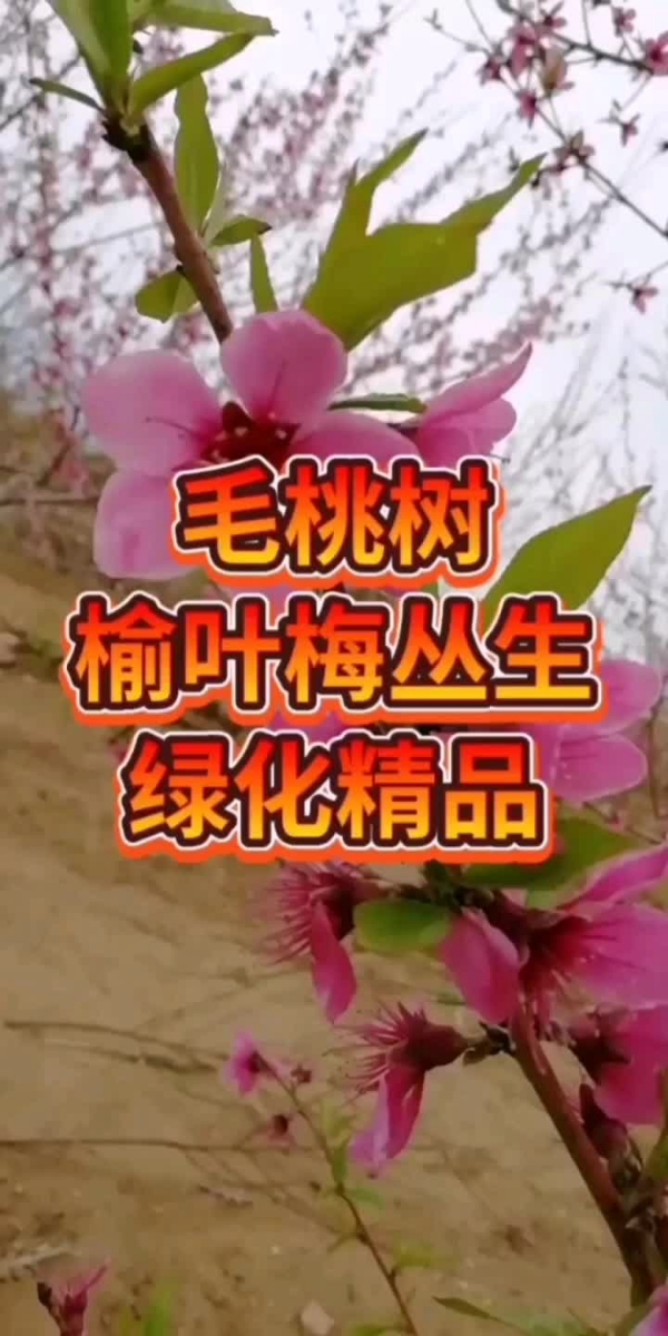 毛桃树