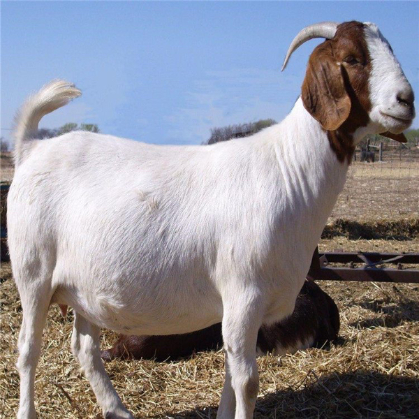 山东纯种波尔山羊养殖基地 种公羊怀孕母羊羊苗