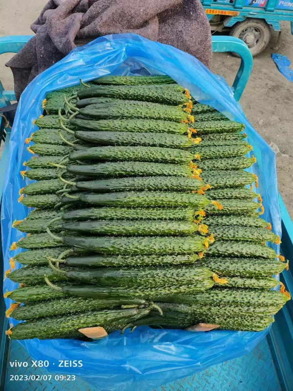 兰陵县精品密刺黄瓜大量供应，条形直，个头匀称