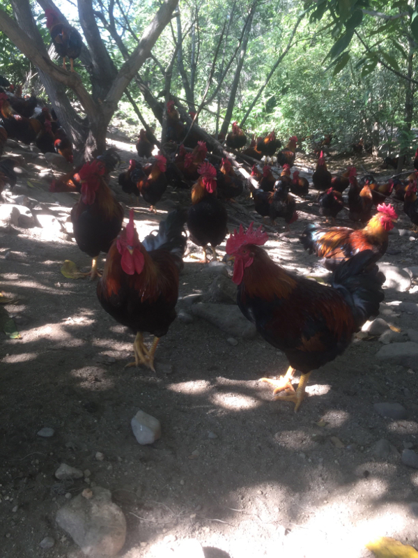 鞍山岫岩散养红公鸡出售，林下散养，笨公鸡，土鸡