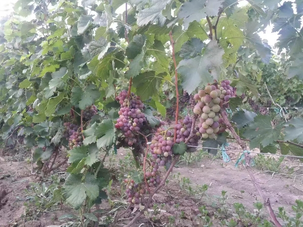 山东东营自然农法有机种植精品玫瑰香葡萄8月中旬成熟