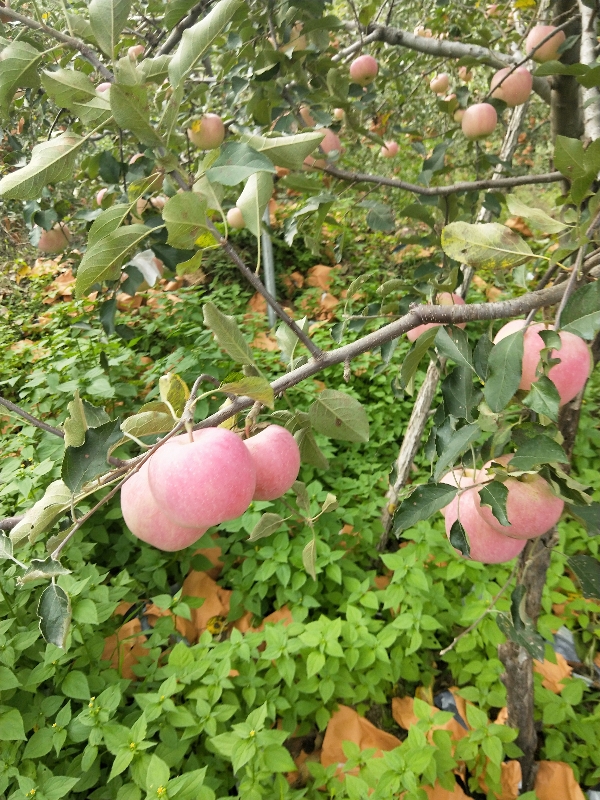 辽宁省绥中县水果区红钱富土苹果了。