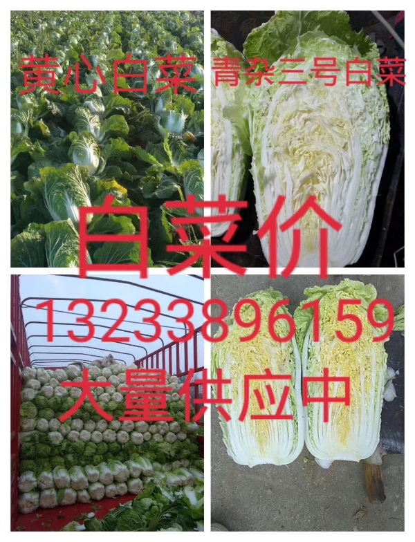 河南夏邑《青杂三号》大白菜，精品包装，包上车