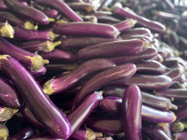 紫色长茄，烧烤茄，电商货，市场货