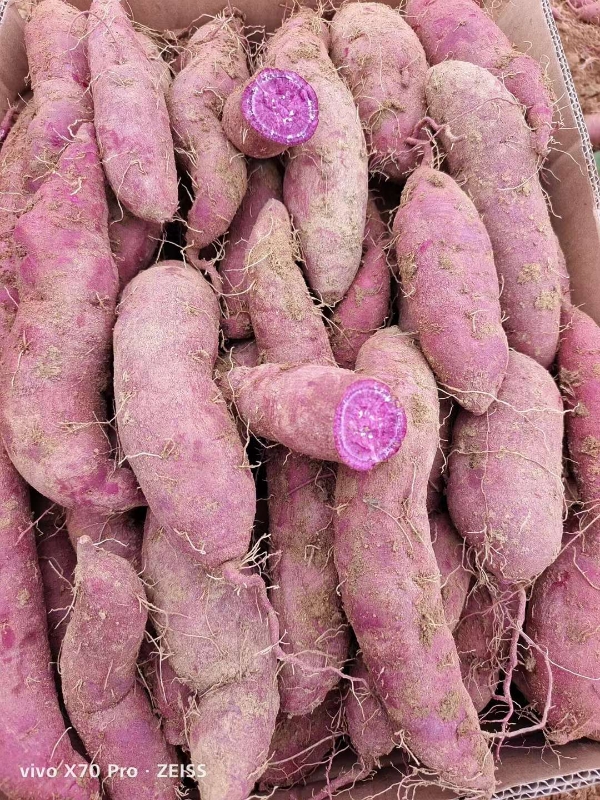 优质蜜薯，紫薯，烟薯，板栗薯产地直销价格便宜。