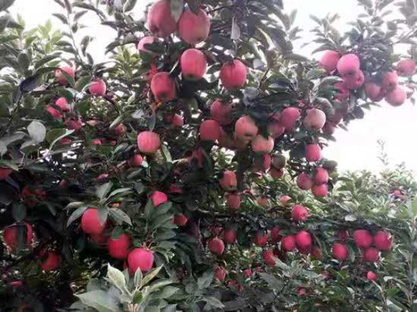 山东省红星苹果产地价格 红星苹果批发价格