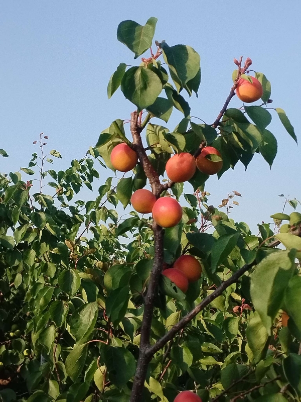 供应杏子,运城市夏县