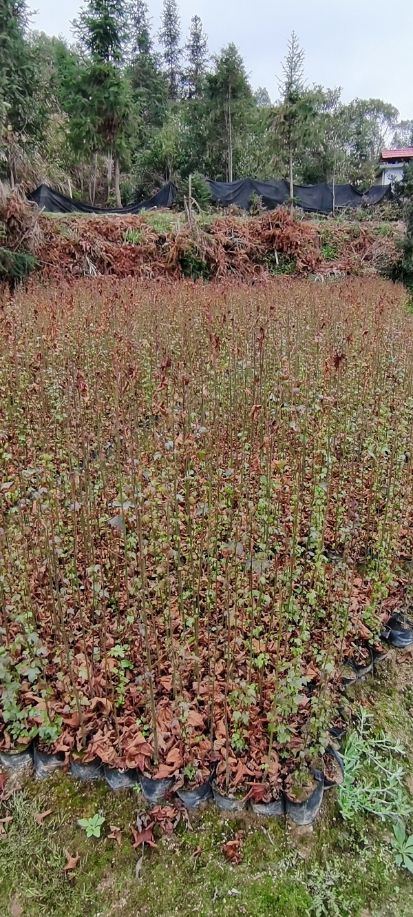 大量供应一年生枫香小苗，枫香杯苗