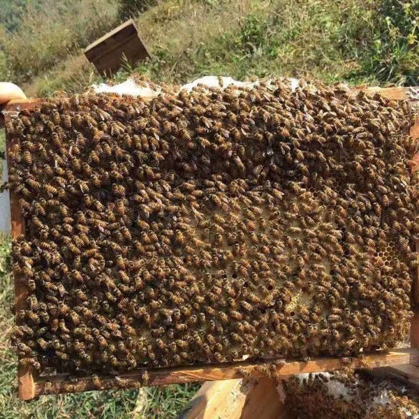 中蜂蜜，2024年新蜜