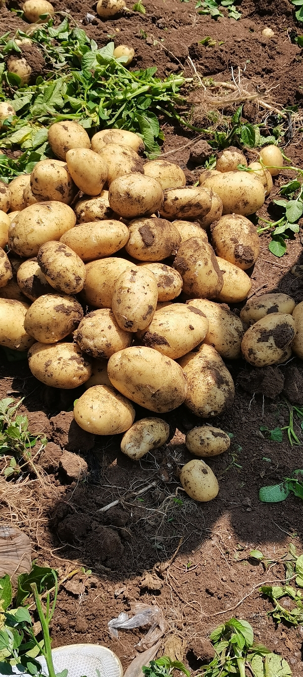 本人常年，为全国各大土豆商代收各种土豆，质量保证