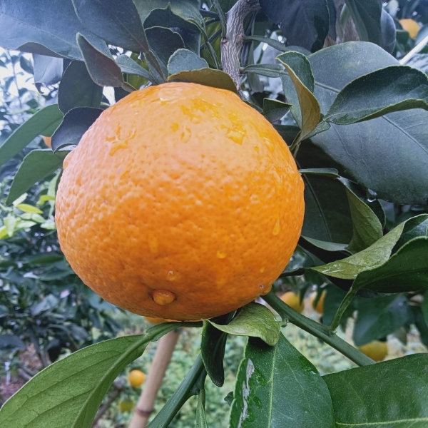 四川爱媛38果冻橙大量上市。