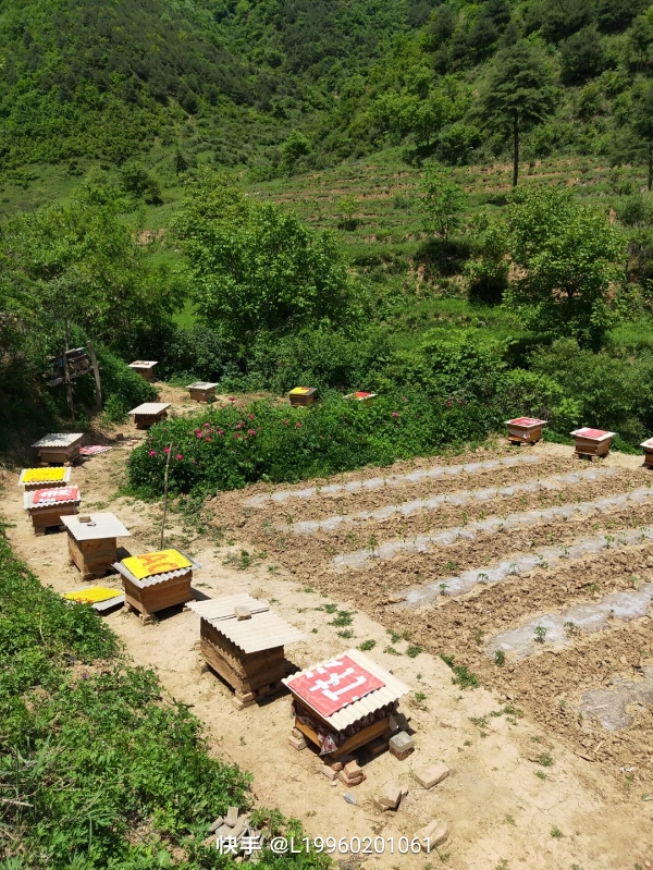 秦岭深山蜂蜜