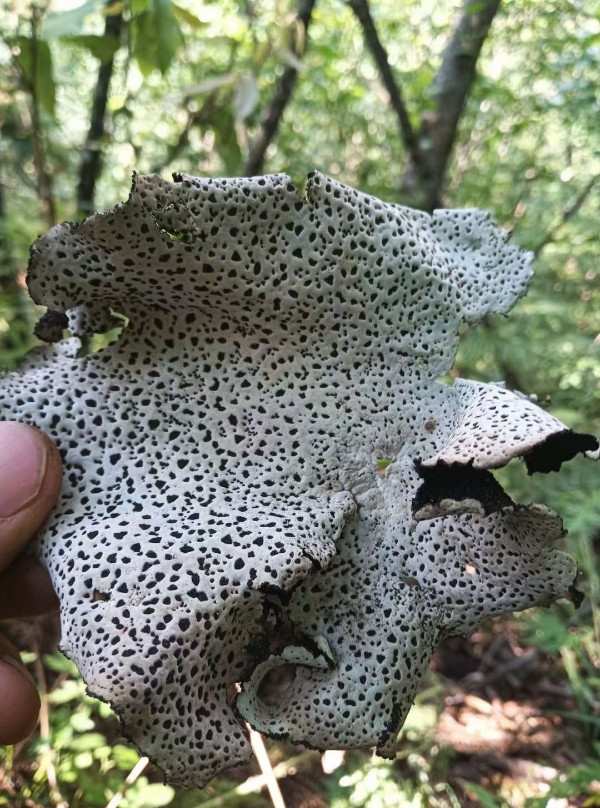 云南高海拔野生树石耳，树耳菌，花皮石耳