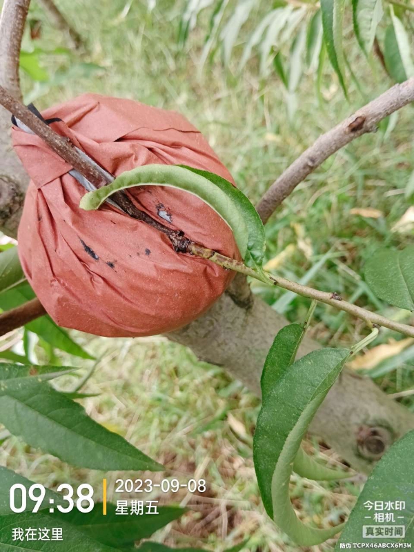 特色种植，冬桃