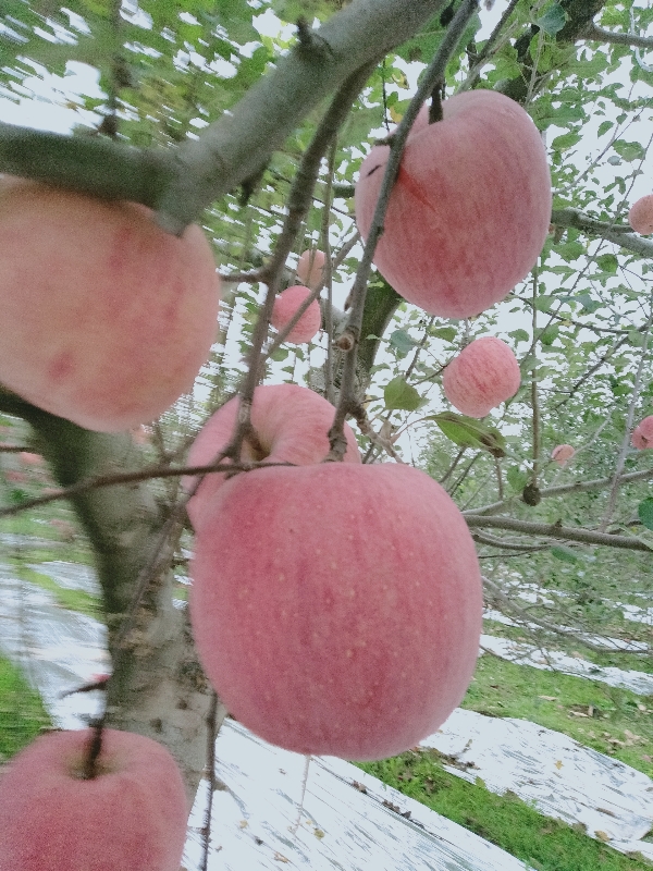 供应苹果,陕西铜川印台区红富士