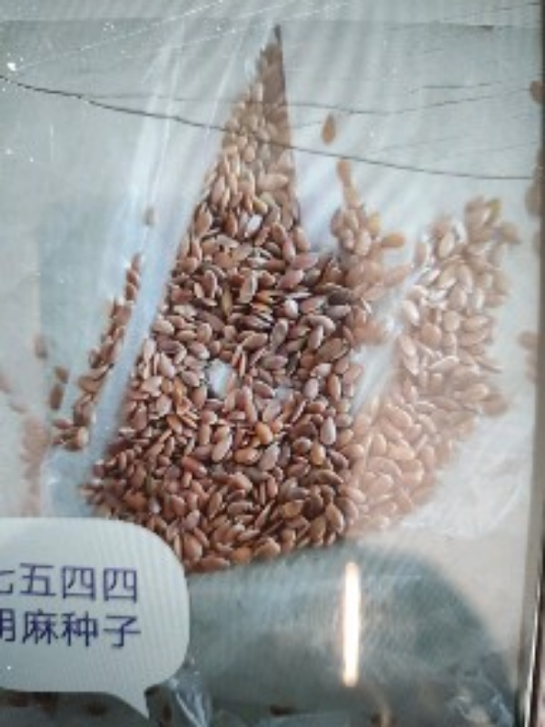 锡林郭勒太卜寺旗千斤沟镇。出售燕麦，攸麦，胡麻种子