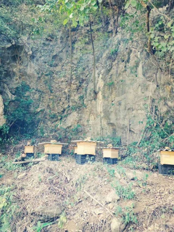 广西柳州市蜜谷一百蜜蜂养殖专业合作社