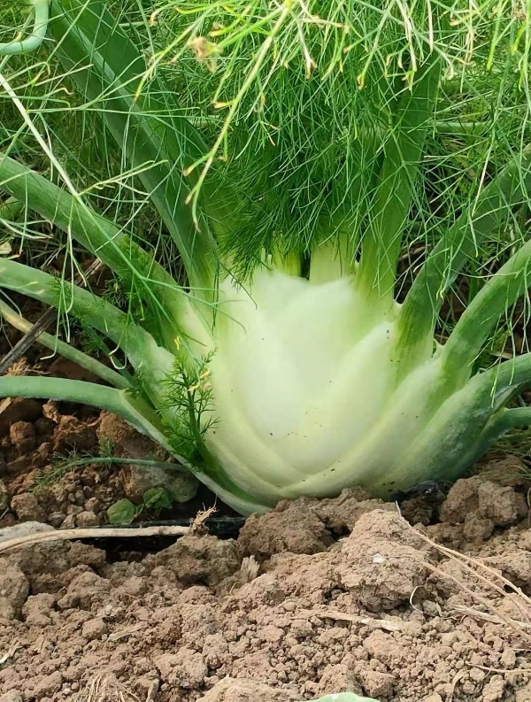 结球茴香种子 RONDO 罗娜多