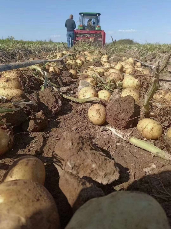 乌兰察布后旗土豆