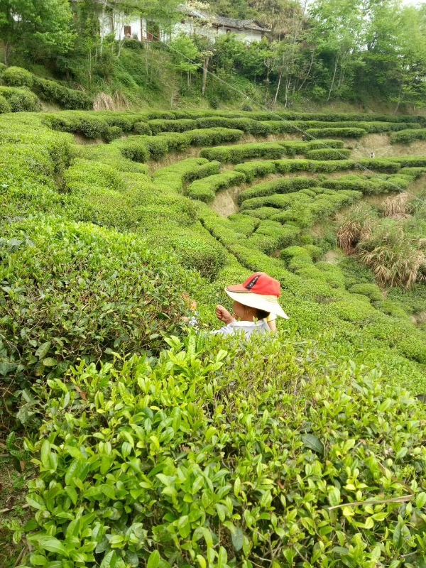 江西高山绿茶（有机、无添加。产地江西吉安遂川）