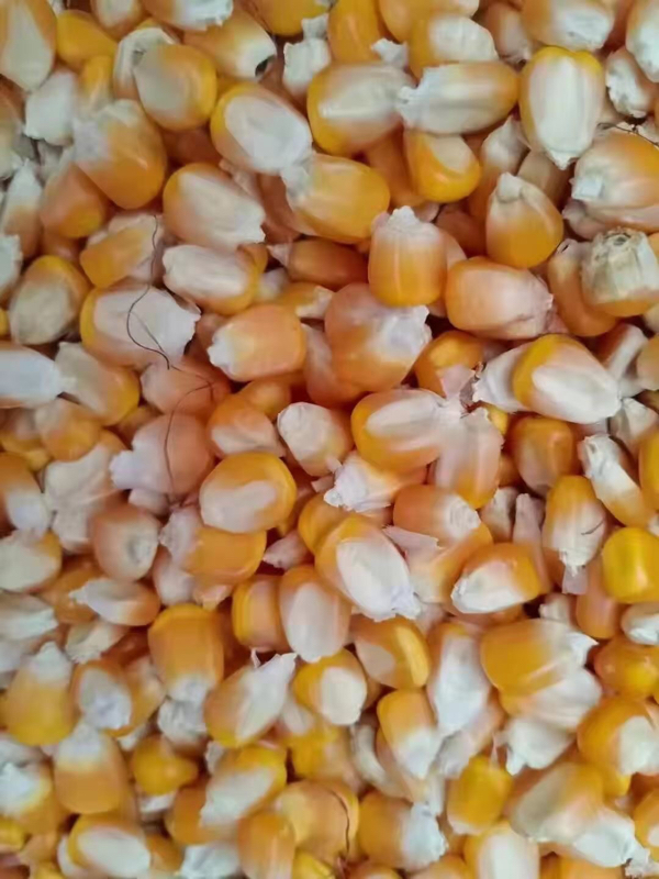 吉林玉米好粮水分十五以内。容重700以上。