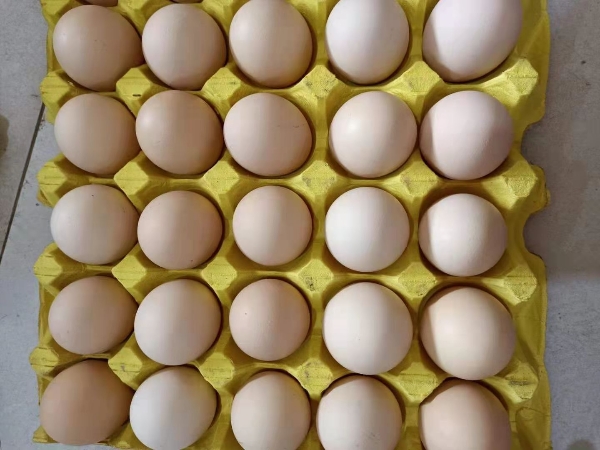 全国各地鲜鸡蛋供应，各种品种各种规格