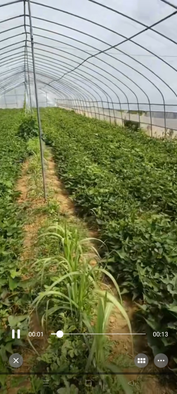 西瓜红红薯苗每天出十万科苗。每一个苗1毛3到1毛五