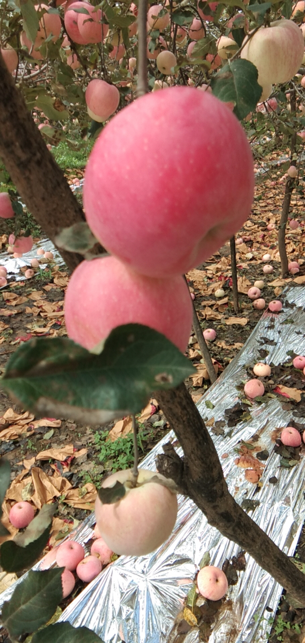 三原苹果