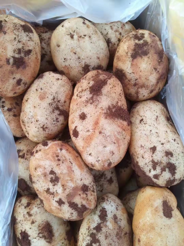 云南盈江丽薯六号，新土豆大量上市。