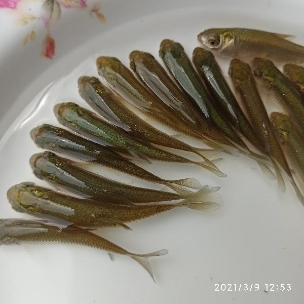 广东江门市生产销售各种淡水鱼苗