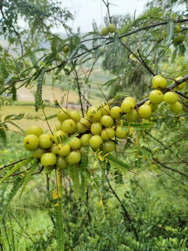 油甘果(滇橄榄)(余甘子)