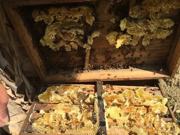 纯天然蜂蜜（广西博白县）波美度41～42之间