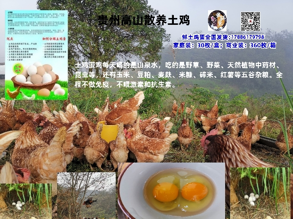 贵州林下散养土鸡蛋