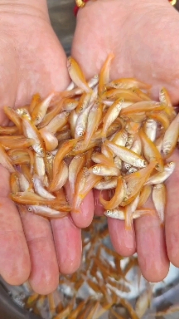 黄金草鱼苗，大量现货，超高端鱼