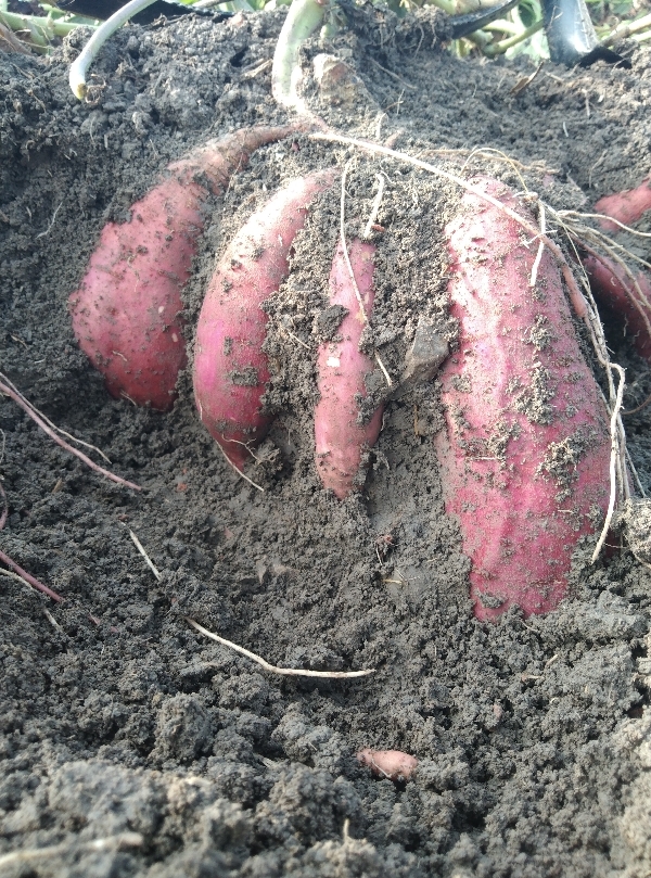 供应红薯,安徽产地