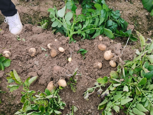 5000多亩沃土土豆即将上市