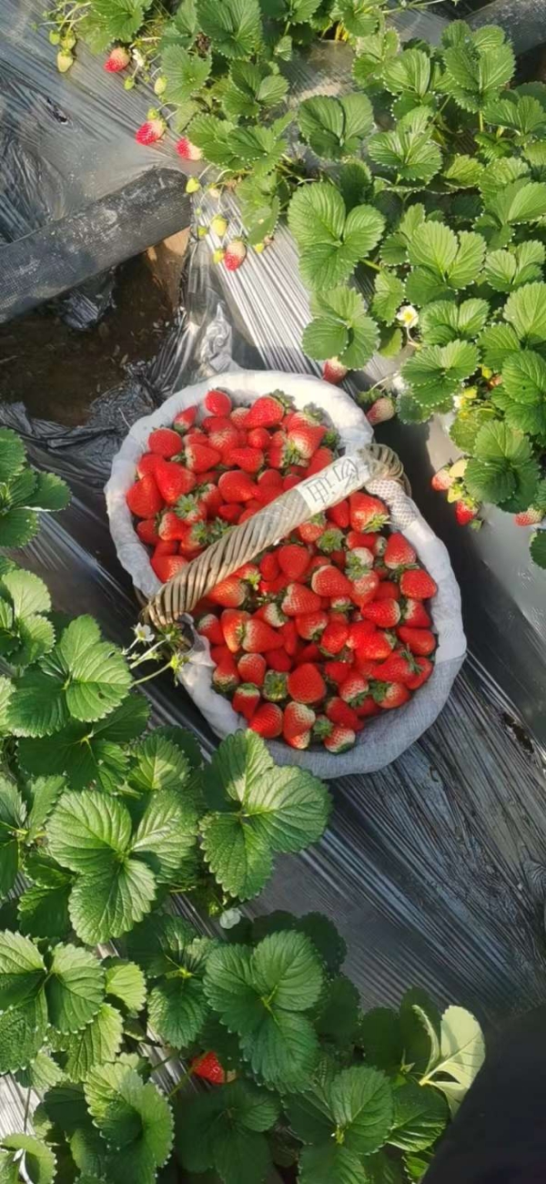 安徽阜阳天仙醉草莓，豪尚草莓代办