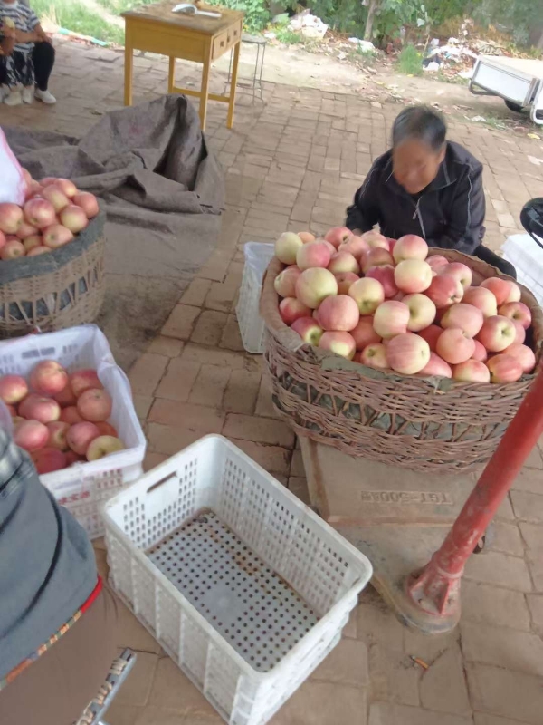 红星，中秋王，早富士等苹果大量上市，货源充足