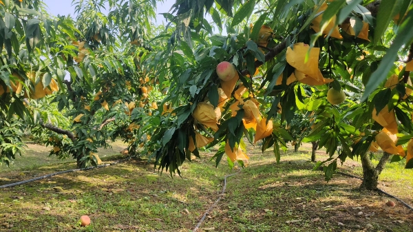 供应6-10月 水蜜桃