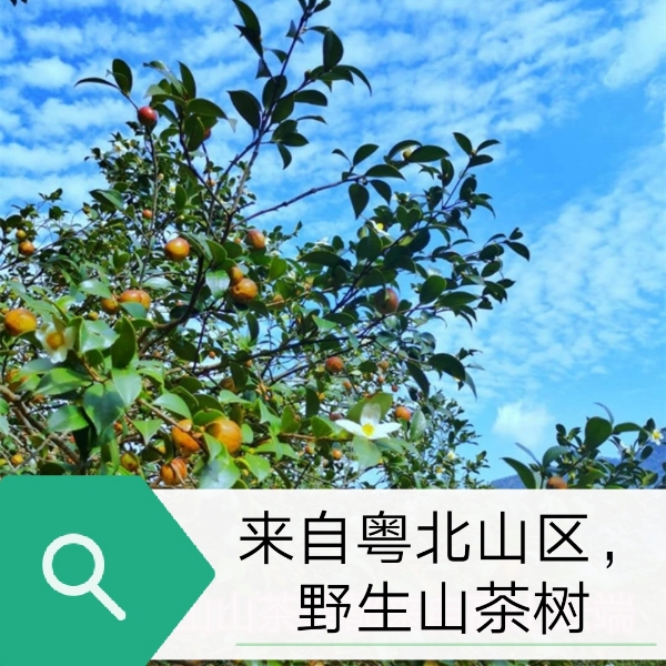 山茶油 正宗货 农家货 来自粤北高山纯山茶树。