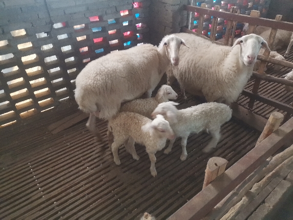 常年出售湖羊山羊和羊苗