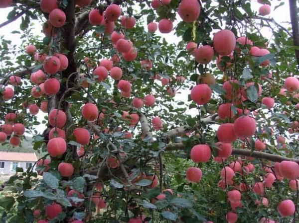 陕西红富士苹果洛川红富士苹果红富士苹果产地批发价格