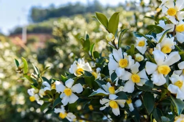 纯正山茶油