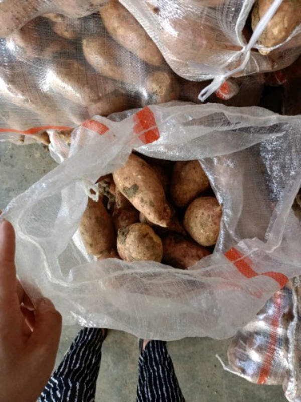 宜城龙九大卖，精选红薯对接批发市场，商超，电商平台