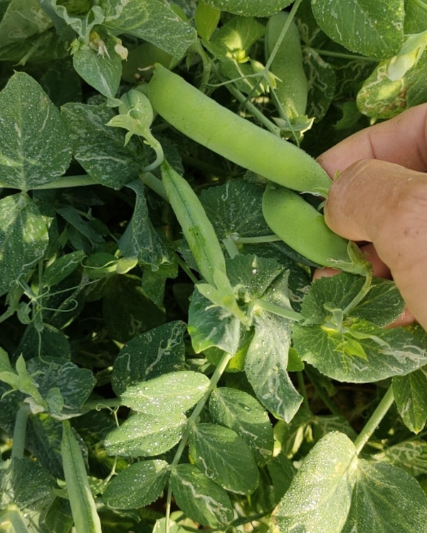 新鲜碗豆荚上市