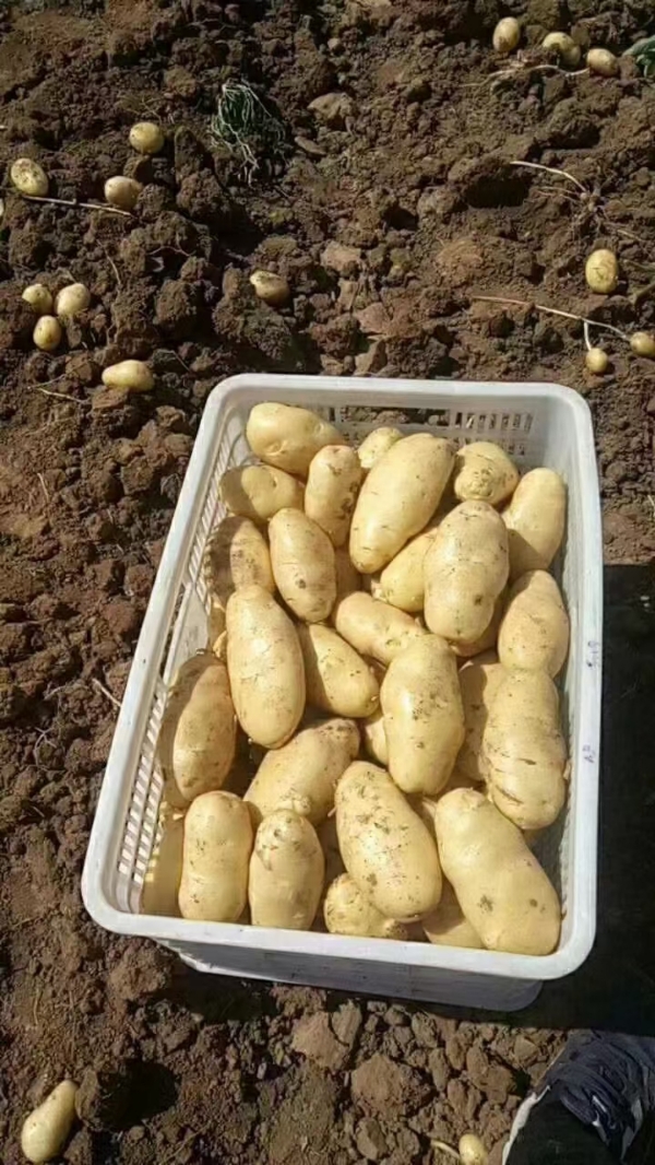 山东土豆产地供应支持全国各地物流发货