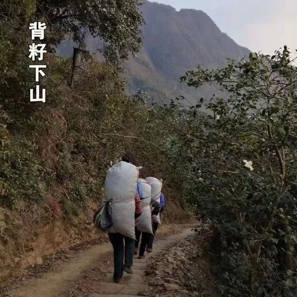 正宗野生山茶油