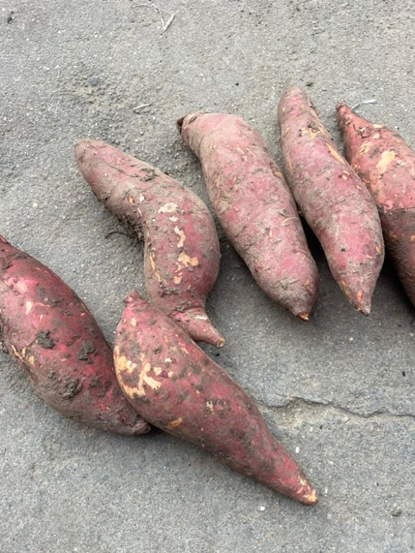 邓州西瓜红红薯，条形好，颜色鲜艳